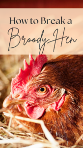 How to Stop a Hen From Being Broody