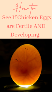 How to Determine If Chicken Eggs Are Fertile and Developing